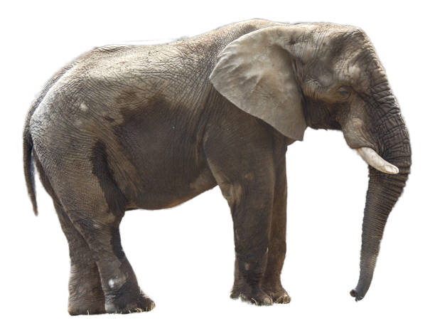 istock African elephant isolated on white background 1905185850