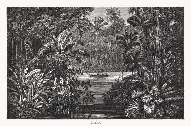im orinoco-delta, venezuela, holzstich, erschienen 1894 - orinoco river stock-grafiken, -clipart, -cartoons und -symbole