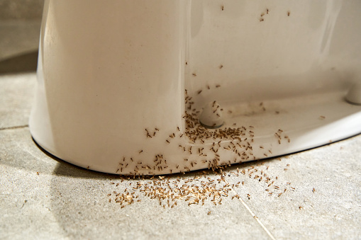 A colony of ants hides their eggs under the toilet in the bathroom. The problem with insects in the house