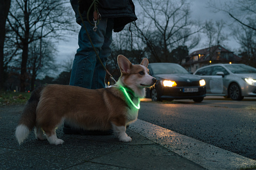 dog waiting on the pavement to cross the road