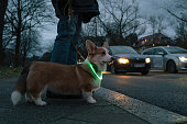 dog walk at night with LED collar