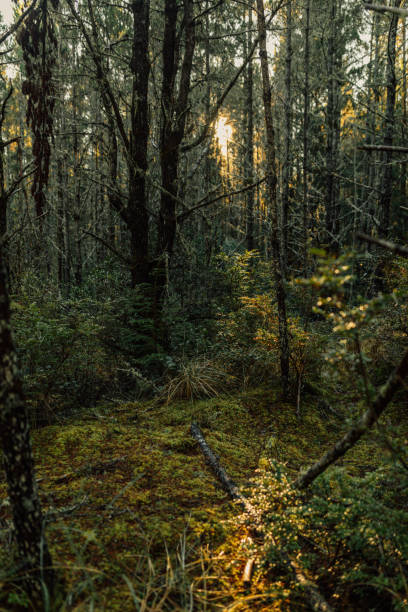 istock dusk in the woods,  Leadbetter Point State park 1905221680