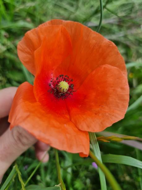 istock Blindeyes plant. nature on countryside 1905221686