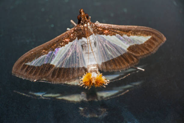 istock Female Bi-coloured Pearl (Glyphodes bicolor) 14449 1905222708