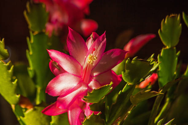 Christmas cactus