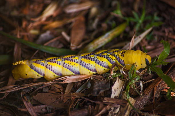 istock Death's head Hawkmoth (Acherontia atropos) larva 15403 1905222719