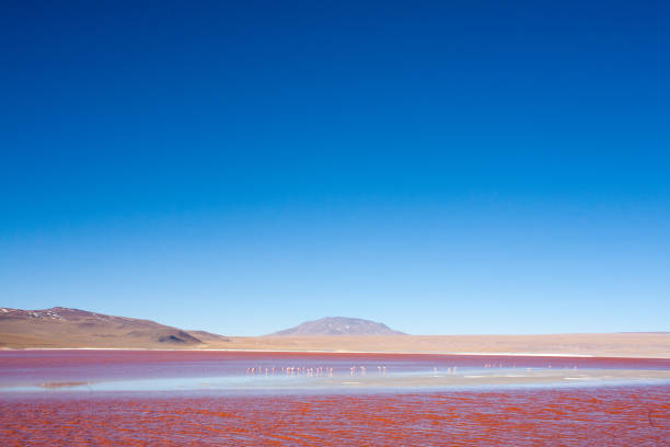 istock Laguna Colorada view, Bolivia 1905224773