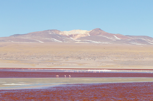 Laguna Colorada landscape,Bolivia. Beautiful bolivian panorama. Red water lagoon