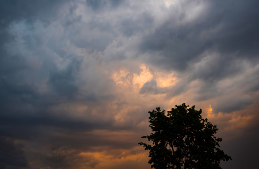 Tree silhouette against dramatic sunrise sky. A natural phenomenon