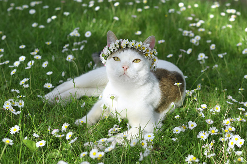 Beautiful cat in a wreath of daisies on green grass. Flowering Chamomile. Cat in a crown wreath of chamomilla flowers sits in the grass in the garden. Cat with a wreath of white Daisies. Spring
