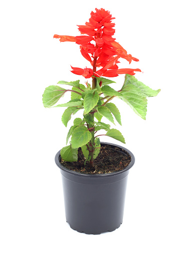 scarlet sage (Salvia splendens) flowerpot on isolated white background