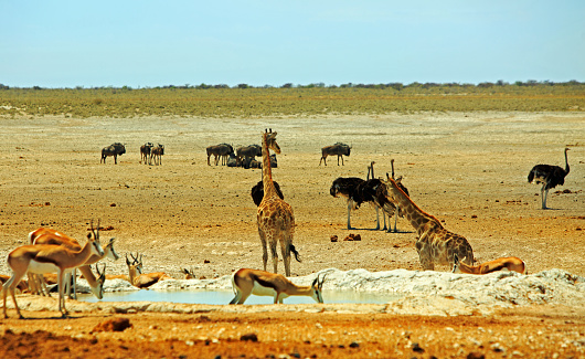 Etosha National Park waterhole, with many Ostrich, Giraffe and springbok, against a vast open plains background