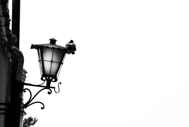 Crow flying next to church on a sunset