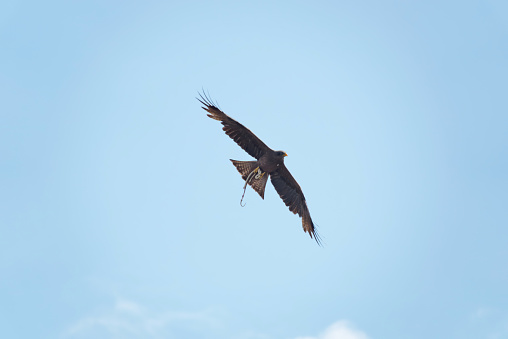Black Kite, aka Yellow-billed Kite, flying with a snake in its talons against a clear blue sky