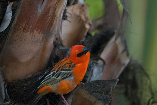 Red Fody in Madagaskar – Foto