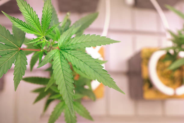 istock Greenhouse technology The modern cannabis hemp climate control  greenhouse 1905264212