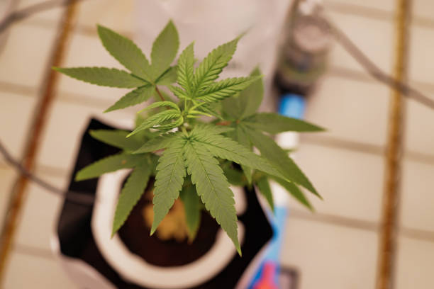 istock Greenhouse technology The modern cannabis hemp climate control  greenhouse 1905266312