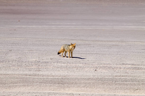 Chile wild desert fox view