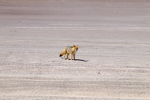Andean fox from Bolivia. Bolivian wildlife