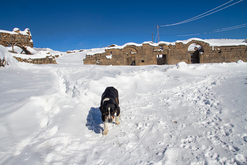 Historical Church Ruins in Karaman, Karadag and a black dog in the snow in front of it