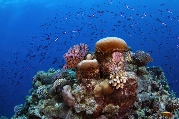 istock Reefscape with hard corals and tropical fish at the Great Barrier Reef 1905292614