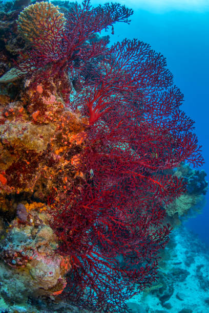 istock Red fan coral 1905294685