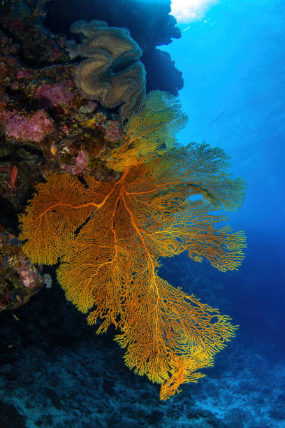 istock Damaged fan coral 1905294688