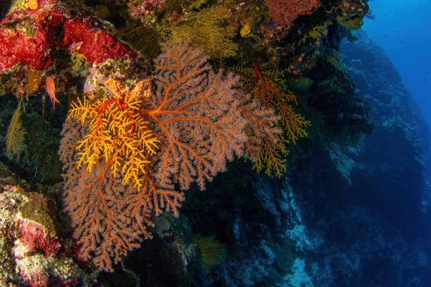 istock Beautiful corals of Osprey Reef 1905295215