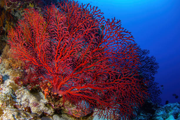 istock Red gorgonian sea fan at Osprey Reef. Horizontal Frame. 1905296264