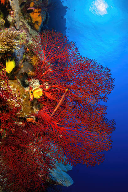 Red gorgonian sea fan at Osprey Reef. Vertical frame.