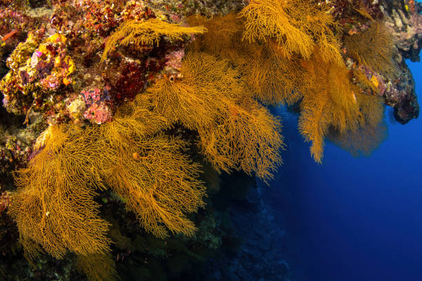 istock Yellow Sea fans at Osprey Reef 1905296269