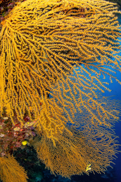 istock Yellow Sea fans at Osprey Reef 1905297066