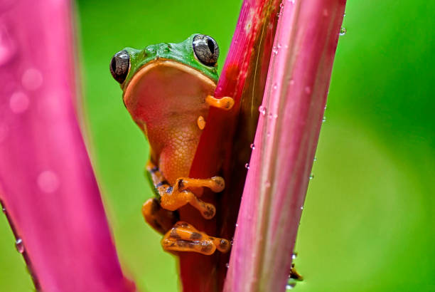 Young perez Frog or Pelophylax perez. Isoltated over white background