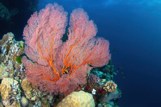 istock Fan  coral at the reef. Horizontal frame. 1905307412