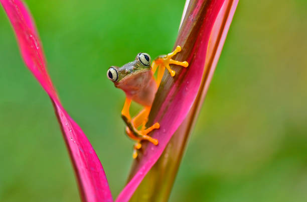 istock agalychnis hulli frog on a pink flower with raindrops 1905309144