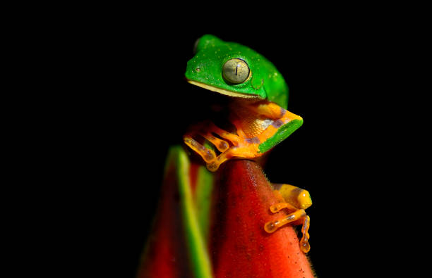 istock agalychnis hulli frog perching on a heliconia flower 1905309658