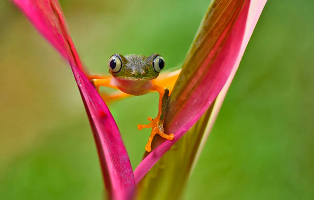 istock agalychnis hulli frog on a pink flower with raindrops 1905310163