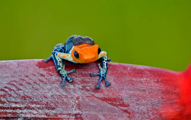 istock Ranitomeya Fantastica 