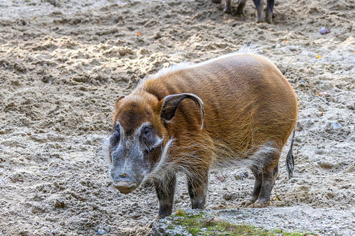 Red river hog, Potamochoerus porcus, also known as the bush pig. This pig has an acute sense of smell to locate food underground.