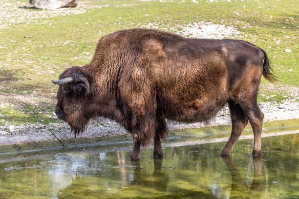 istock American buffalo known as bison, Bos bison in a german park 1905312210