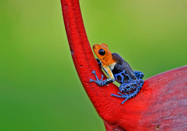 istock Ranitomeya Fantastica 