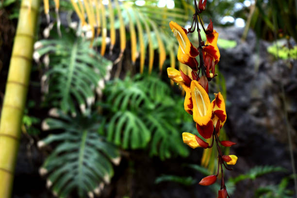 plants and nature