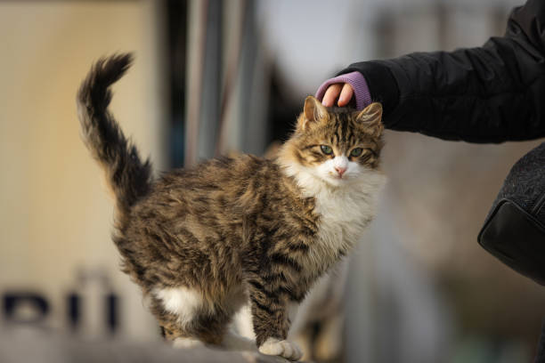 A woman hand is touching stray cat head.