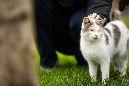 A woman hand is touching stray cat head.