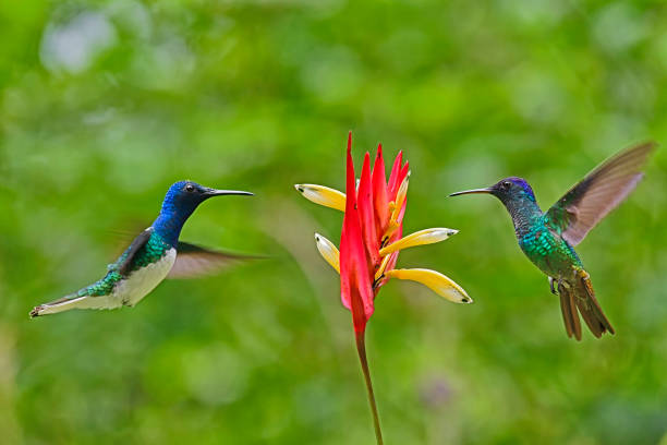 istock White-Necked Jacobin hummingbird with a Golden-Tailed Sapphire Hummingbird 1905313762