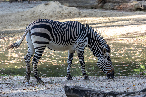 Niedliche Zebras