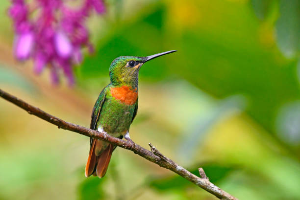 Gould's jewelfront hummingbird perching on a branch
