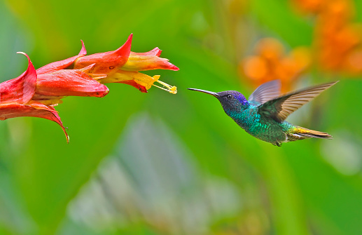 A Golden-Tailed Sapphire Hummingbird is seen about to extract nectar from a yellow and red flower.  The bird is in flight near the flower.  The beak is near the flower.  The bird is in flight with its wings open.