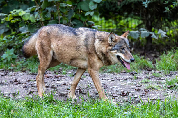istock European Grey Wolf, Canis lupus in a german park 1905316858