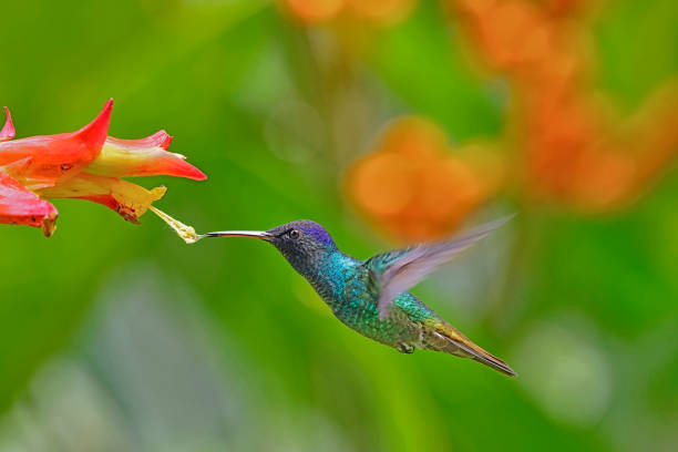 istock Golden-Tailed Sapphire Hummingbird extracting nectar from a yellow and red flower 1905318942
